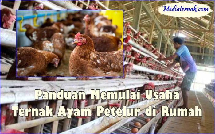 Dibantu KUR, Peternak Ayam Petelur di Bali Mulai Bangkit Ternak ayam petelur di Kabola, Alor