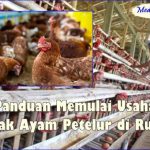Ternak ayam petelur di Tor Atas, Kab. Sarmi