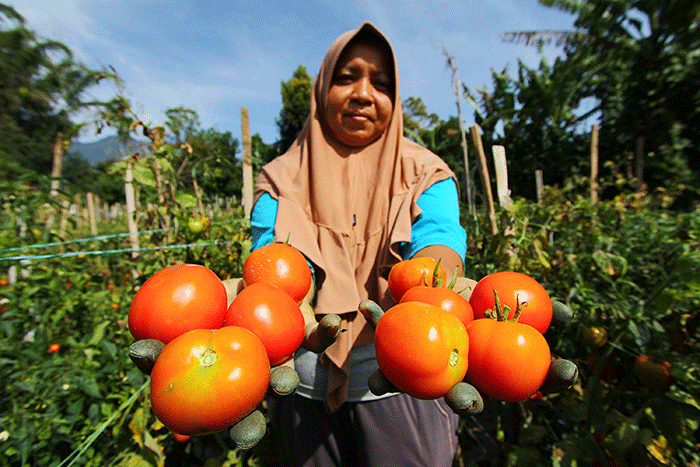 Budidaya ayam di Salimpaung, Kabupaten Tanah Datar