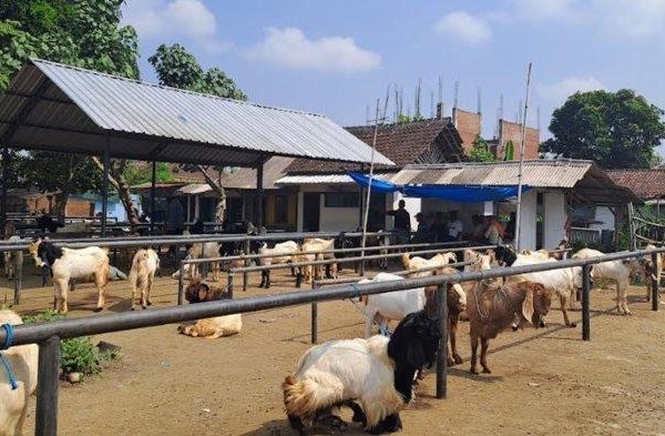 Daging kambing di Kepanjen, Malang