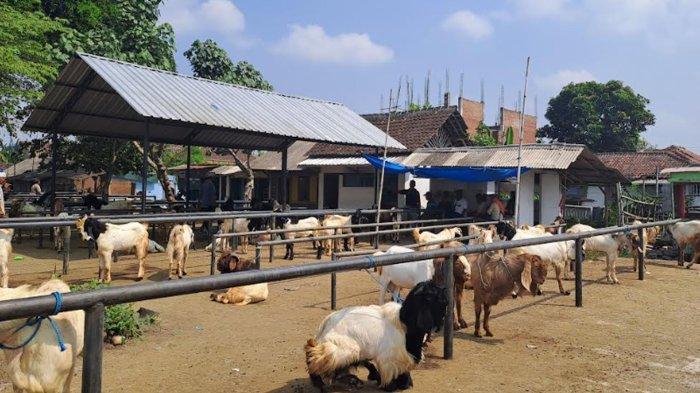 Daging kambing di Kepanjen, Malang