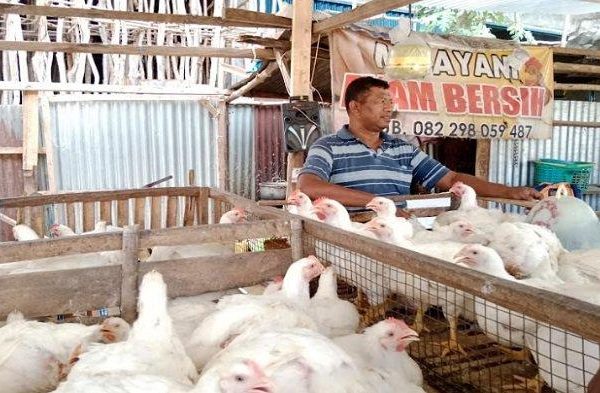 Jual Ayam Afkir Poso 0853–9755–6389 | by Jual telur poso Hp/wa ...