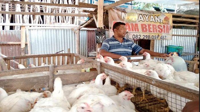 Harga ayam kampung potong di Abung Semuli, Lampung Utara