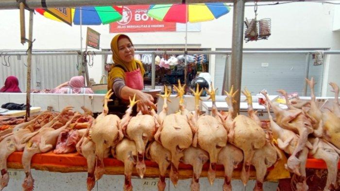 Budidaya ternak ayam di Garung, Wonosobo