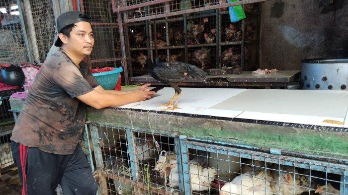 10 Jenis Ayam Populer di Dunia dan Kegunaannya dalam Industri Pangan 10 Jenis Ayam Populer di Dunia dan Kegunaannya dalam Industri Pangan