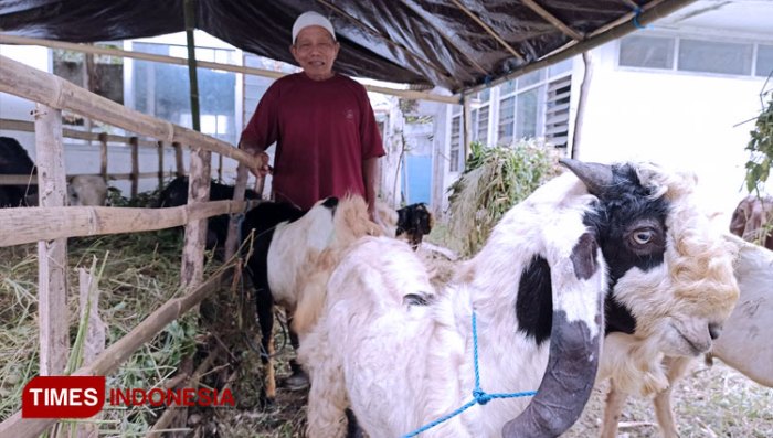 Jelang Idul Adha, Harga Hewan Kurban Di Banyuwangi Perlahan Merangkak ... Daging kambing di Songgon, Banyuwangi
