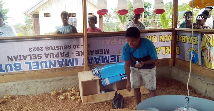 Ternak ayam petelur di Benua, Konawe Selatan