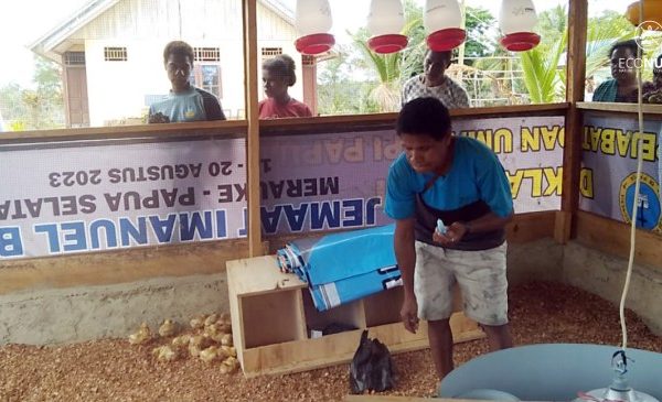 Bisnis Ayam Petelur dari persiapan hingga panen | Sejarah Negara Com