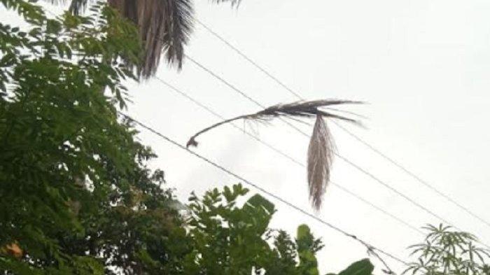Daun penggemuk ayam di Sinjai Selatan, Sinjai