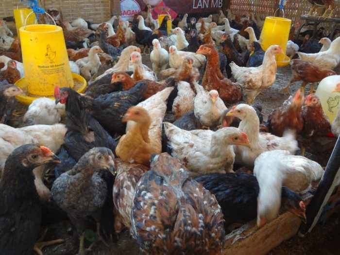 5 Hal Yang Perlu Diperhatikan Sebelum Beternak Ayam Kampung Super Bagi ... 5 Hal Yang Perlu Diperhatikan Sebelum Beternak Ayam Kampung Super Bagi ...