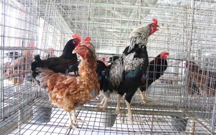 Korporasi Pembangunan Desa Ternak Ayam Kampung di Putra Rumbia, Lampung Tengah