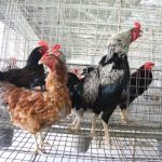 Peluang Usaha Ternak Ayam Kampung Dan Analisa Usahanya - Agrowindo