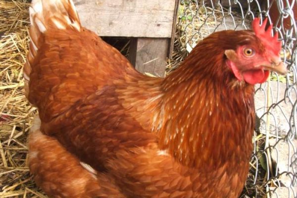 Ternak ayam petelur di Kuwus, Manggarai Barat