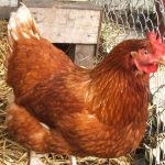 ANALISIS TERNAK AYAM PETElUR 100 EKOR UNTUK PEMULA