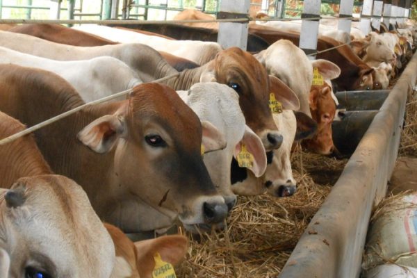 Ternak ayam petelur di Cempaga, Kotawaringin Timur