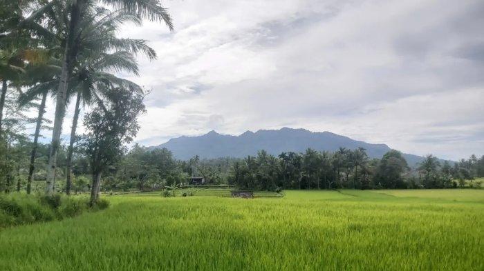 Daun penggemuk ayam di Pulosari, Kab. Pandeglang