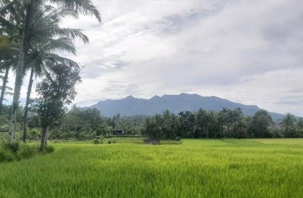 Daun penggemuk ayam di Mandalawangi, Kab. Pandeglang