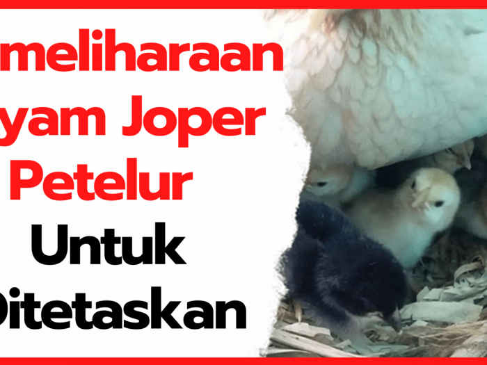 Ayam merah petelur di Danurejan, Kota Yogyakarta