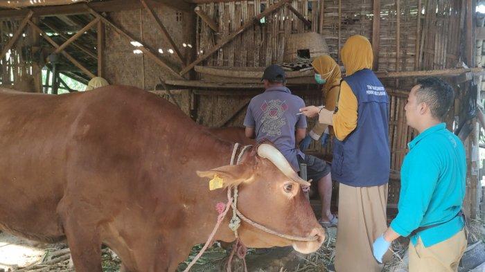 Daging kambing di Mayangan, Kota Probolinggo