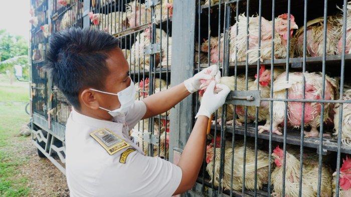 Harga Ayam Merah | Ayam Petelur Afkir di Pasar Tradisional Gotong ... Ayam afkir di Selajambe, Kuningan