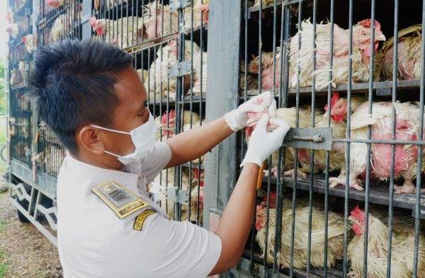 Ayam afkir di Cidahu, Sukabumi