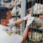 Ayam afkir di Ciawi, Tasikmalaya