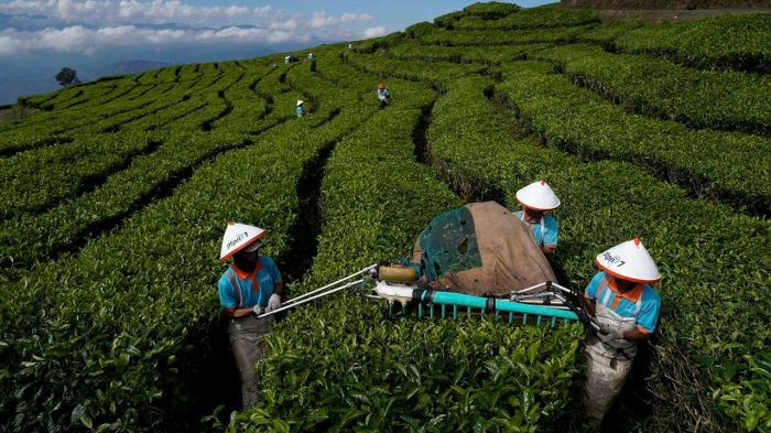 Daging kambing di Pagar Alam Selatan, Kota Pagar Alam