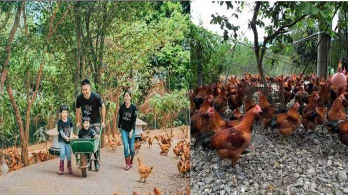Ayam ternak di Tanjuang Baru, Kabupaten Tanah Datar