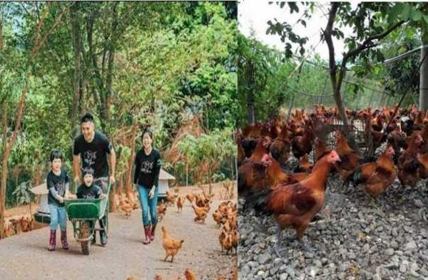 Ternak ayam kampung di Tabukan, Barito Kuala