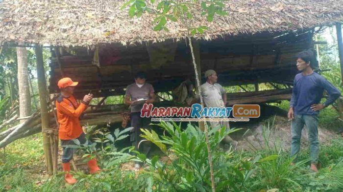 Afkir Ayam Petelur Perlu Strategi yang Tepat - agusbakrie.com Ayam afkir di Langkaplancar, Pangandaran