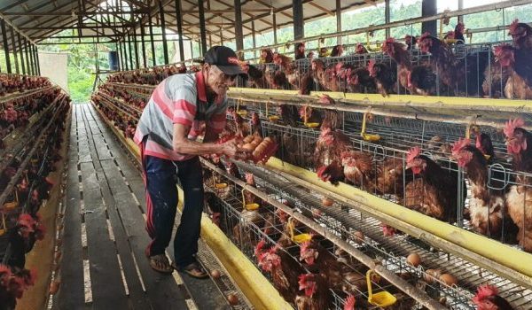 BUDIDAYA AYAM JAWA SUPER | ANTARA Foto