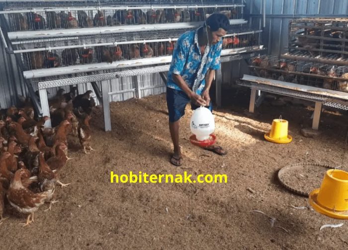 10 Cara Sukses Ternak Ayam Petelur dari Awal Sampai Panen - HOBI TERNAK Ternak ayam petelur di Pisugi, Kab. Jayawijaya