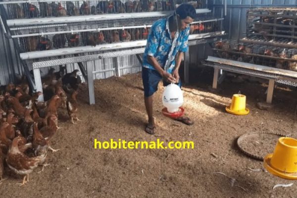 Usaha Ternak Ayam Petelur 100 ekor Untuk Pemula