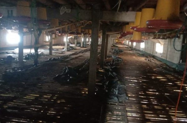 Ayam ternak di Geyer, Grobogan