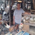 Harga Ayam Kampung Turun di Pasar Inpres - Pos-kupang.com