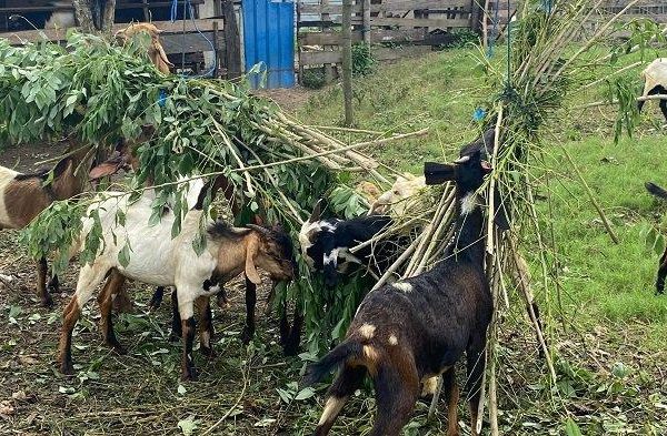 Daging kambing di Tarokan, Kediri