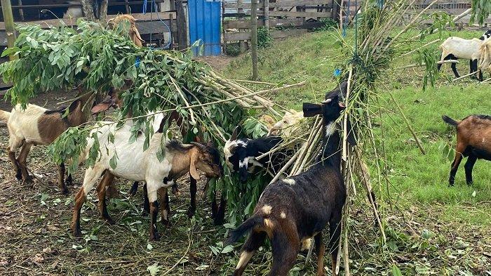 Daging kambing di Ringinrejo, Kediri
