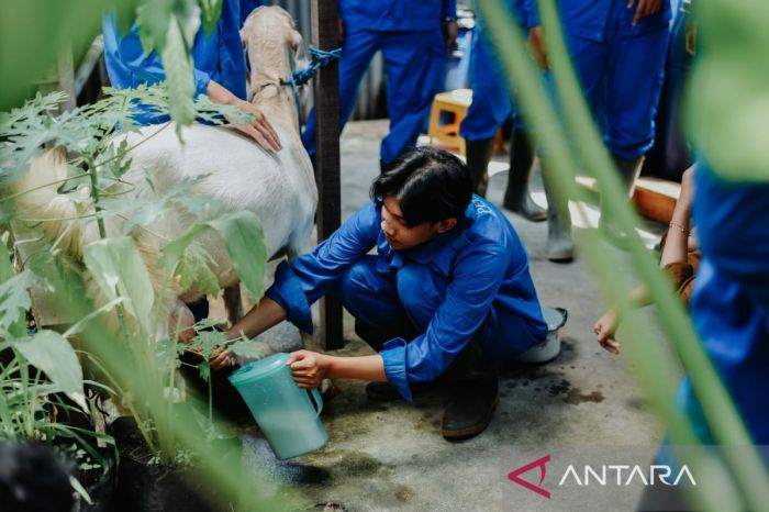 Susu kambing di Paninggaran, Pekalongan