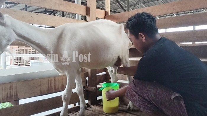 Susu kambing di Bantarsari, Cilacap