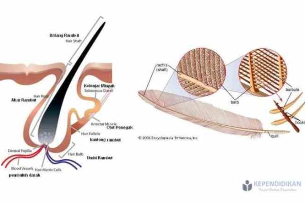 Bulu kelinci di Lambandia, Kolaka Timur