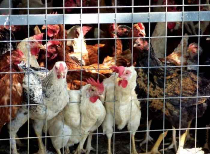 Jual pakan ternak ayam petelur