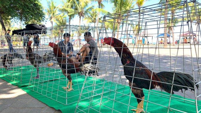 Puluhan Ayam Bangkok se-Indonesia Berkumpul di Akkarena Makassar ... Ayam afkir di Lakbok, Ciamis