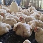 Harga Ayam Kampung Meroket