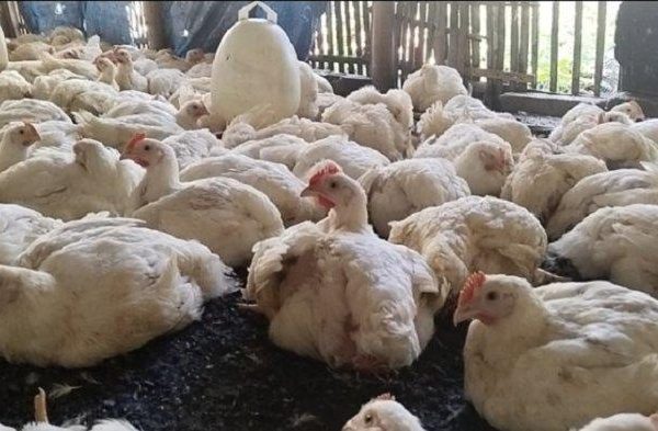 Harga Ayam Kampung Meroket