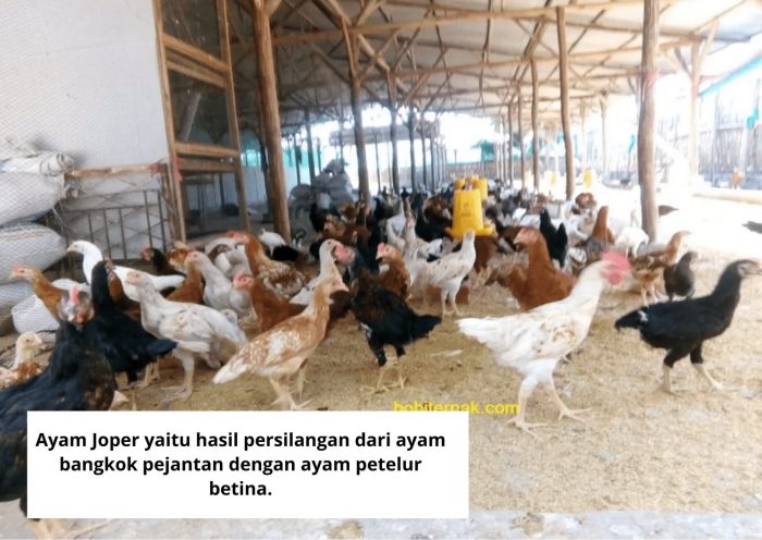 Usaha Ternak Ayam Joper Menguntungkan Untuk Pemula