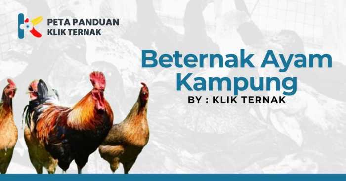 8 Cara Beternak Ayam Kampung dengan Modal Kecil, Hasil Menguntungkan ... 8 Cara Beternak Ayam Kampung dengan Modal Kecil, Hasil Menguntungkan ...