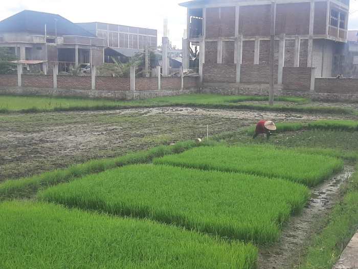 Ternak Ayam Kampung di Darul Imarah, Aceh Besar