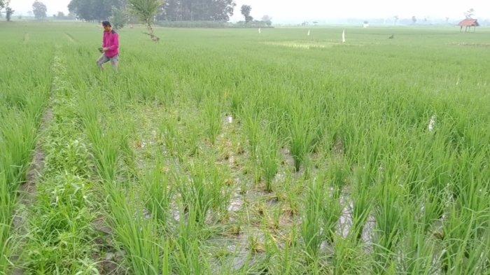 Peternakan Ayam Bangkok di Gadingrejo, Pringsewu, Lampung. - YouTube Budidaya ayam di Gading Rejo, Pringsewu