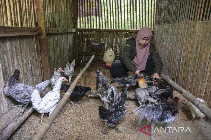 Ayam Ternak di Batang Natal, Mandailing Natal