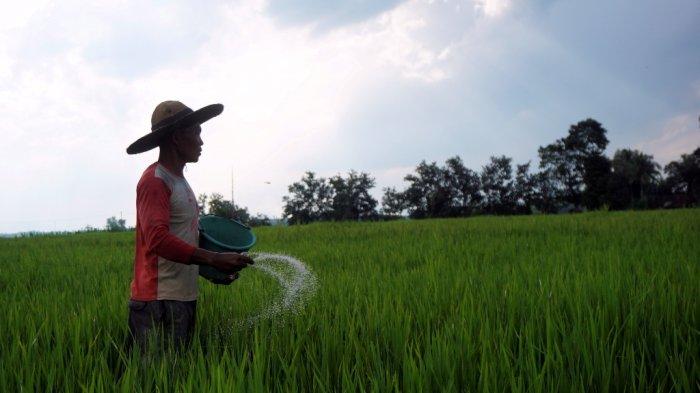Imbas PPKM, Prabowo Curhat Produk Ayamnya di Jombang Alami Penurunan ... Imbas PPKM, Prabowo Curhat Produk Ayamnya di Jombang Alami Penurunan ...